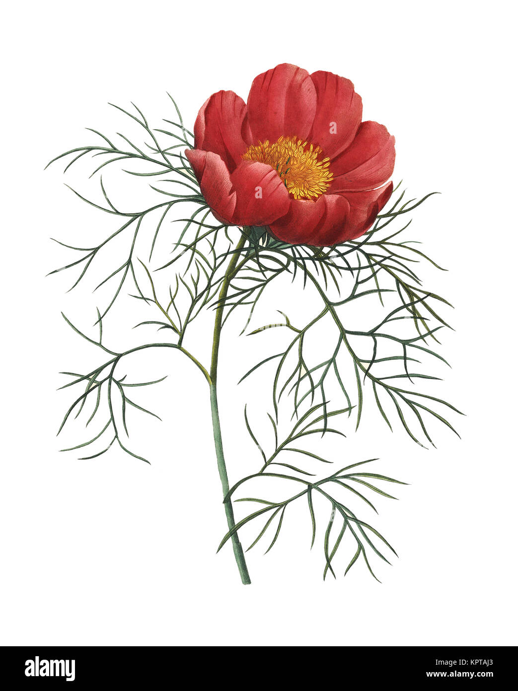19ème siècle Illustration d'une Paeonia tenuifolia également connu sous le nom de feuille de fougère pivoine. Gravure par Pierre-Joseph Redoute. Publié dans Choix des plus belle Banque D'Images