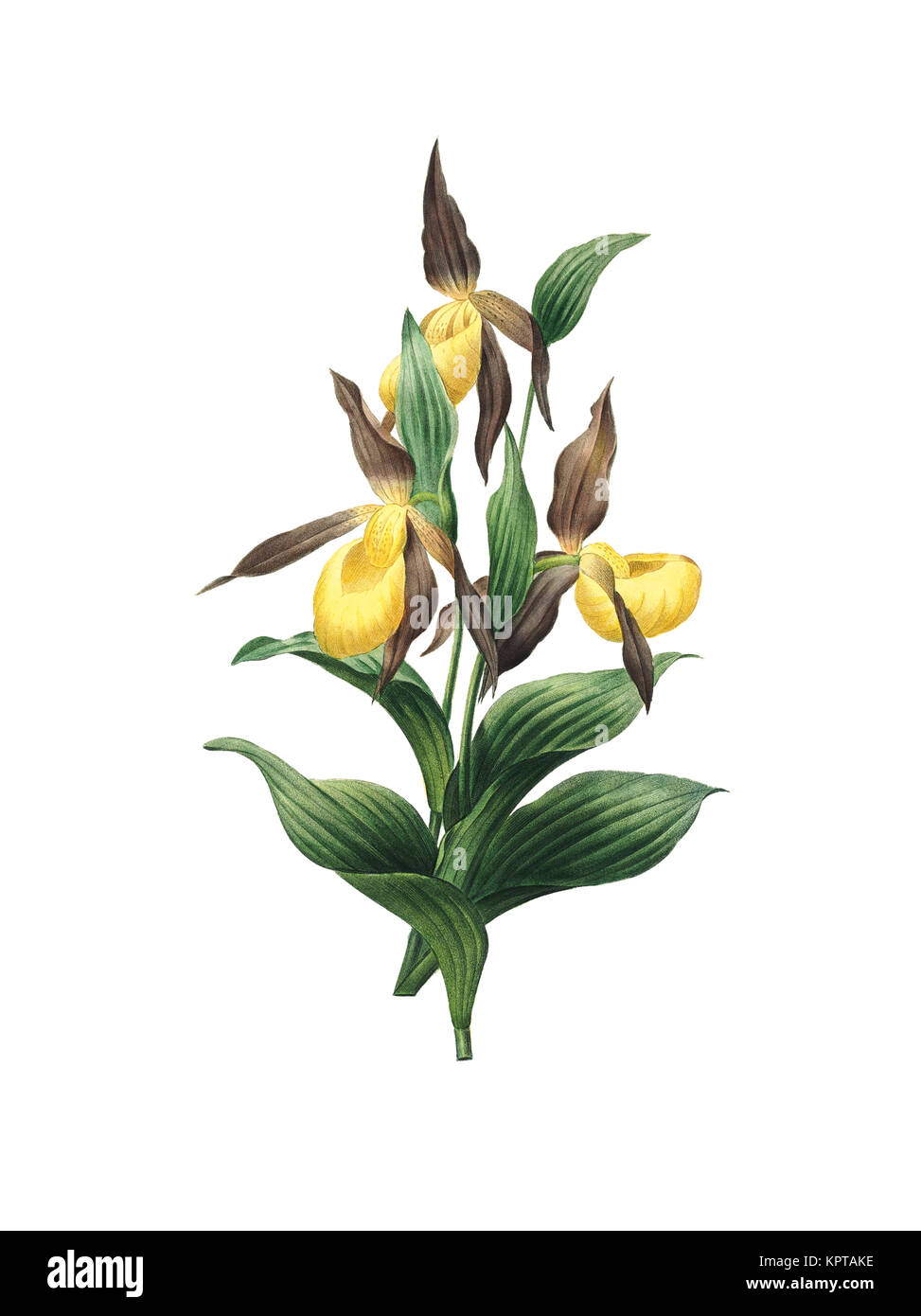 19ème siècle Illustration d'une lady's slipper orchid. Gravure par Pierre-Joseph Redoute. Publié dans Choix des Plus Belles fleurs, Paris (1827). Banque D'Images