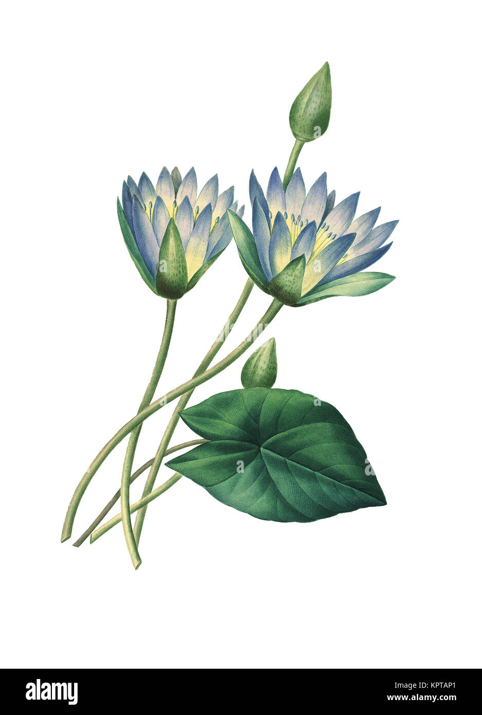 19ème siècle Illustration d'un Nymphaea caerulea, connu sous le nom de lotus bleu (ou bleu lotus égyptien), mais aussi nénuphar bleu (ou bleu de l'eau égyptienne lily) Banque D'Images