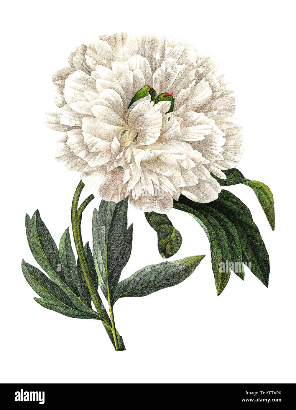 Illustration au 19th siècle d'une fleur blanche de Paeonia officinalis (pivoine européenne ou pivoine commune). Gravure de Pierre-Joseph Redoute. Banque D'Images