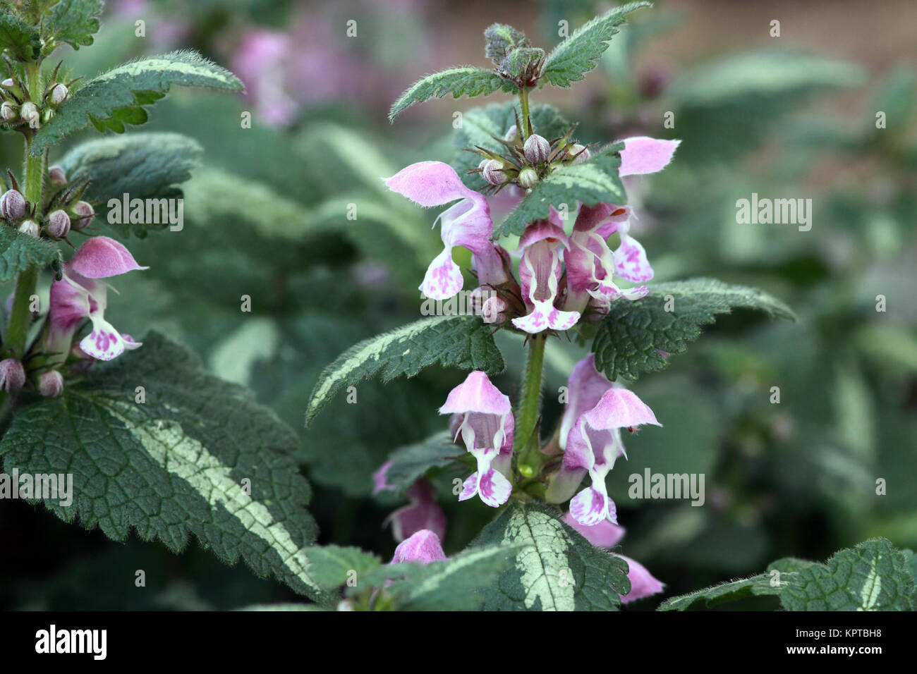 Gefleckte Taubnessel (Lamium maculatum Roseum) Banque D'Images