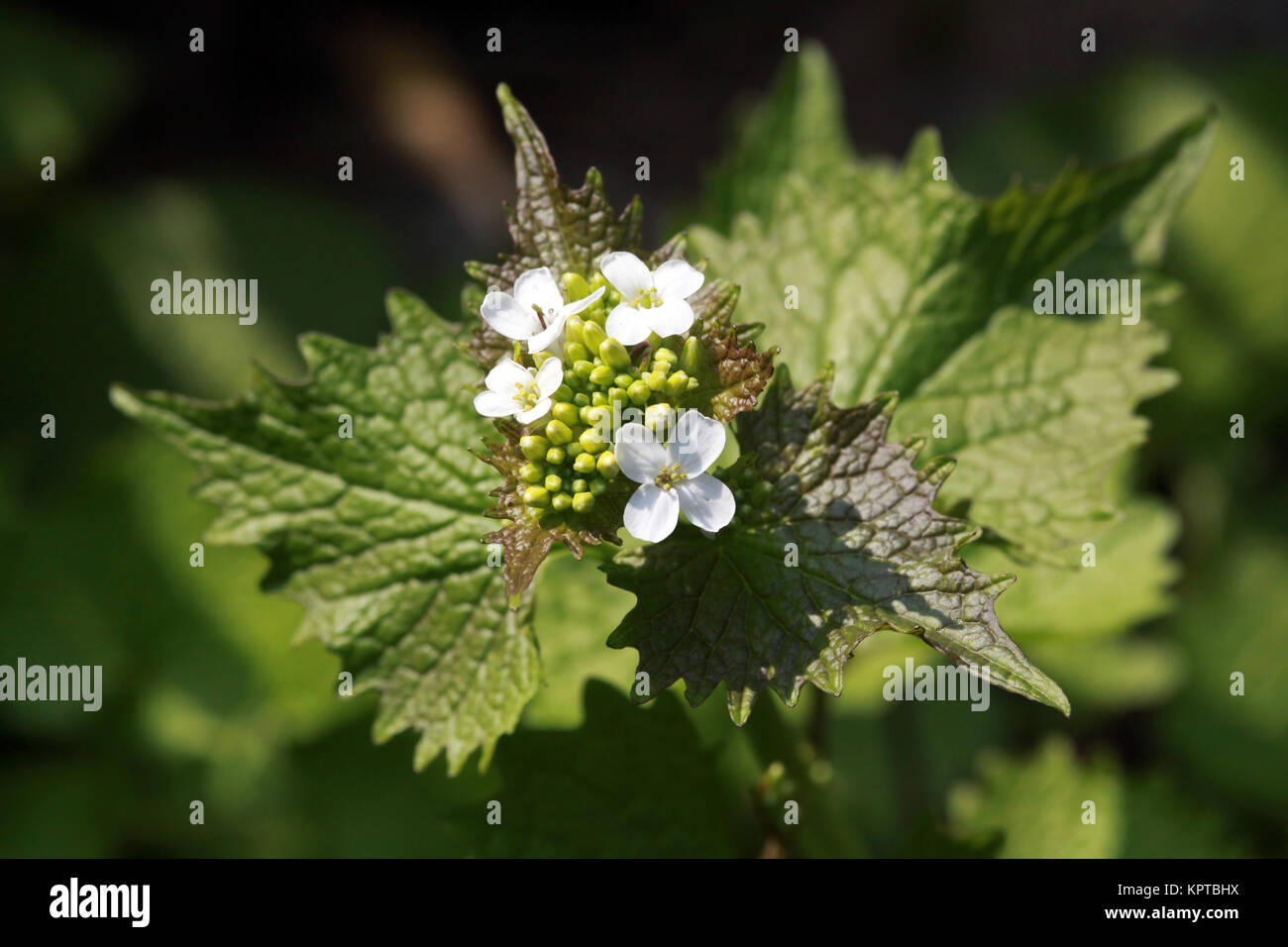 Gemeines, Lauchkraut Knoblauchsrauke (Alliaria petiolata, Alliaria officinalis) Banque D'Images