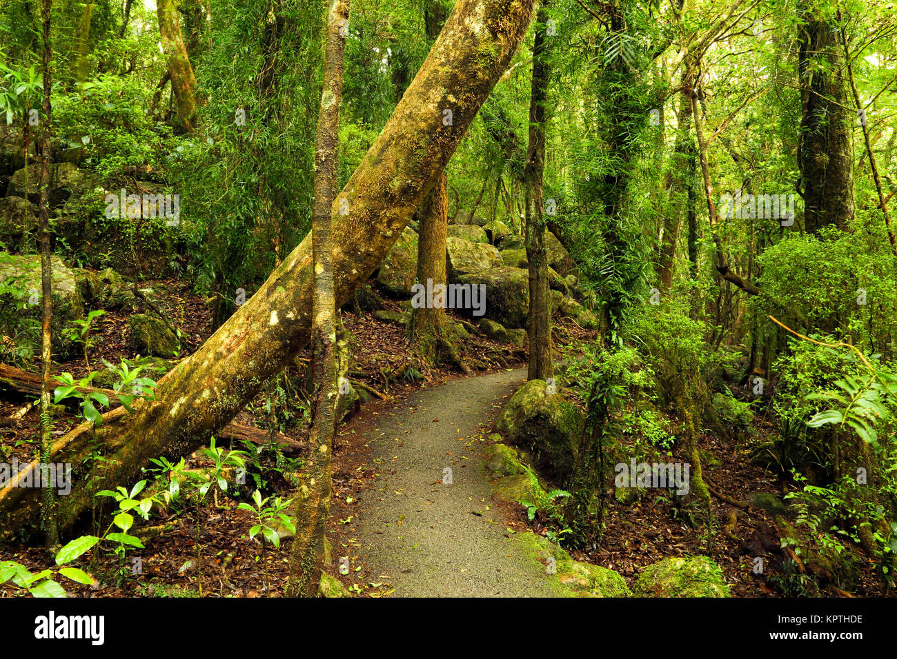 Le sentier menant au belvédère de la Scenic Rim, dans le Queensland. Banque D'Images