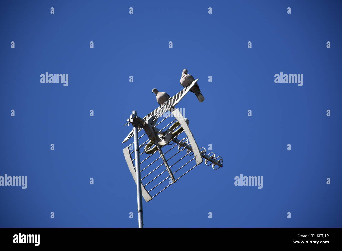 antenne tv avec pigeons Banque D'Images