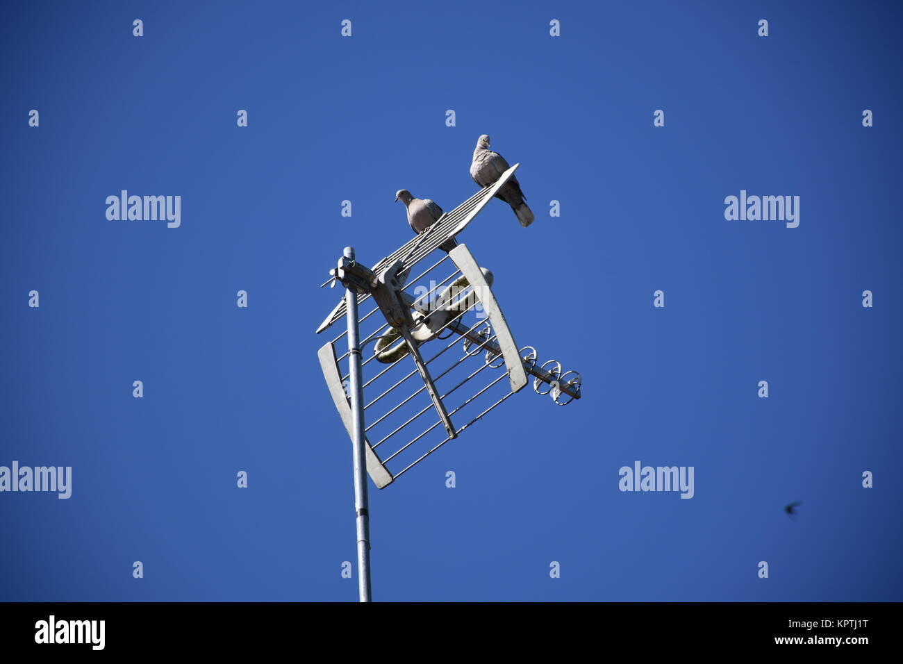 antenne tv avec pigeons Banque D'Images