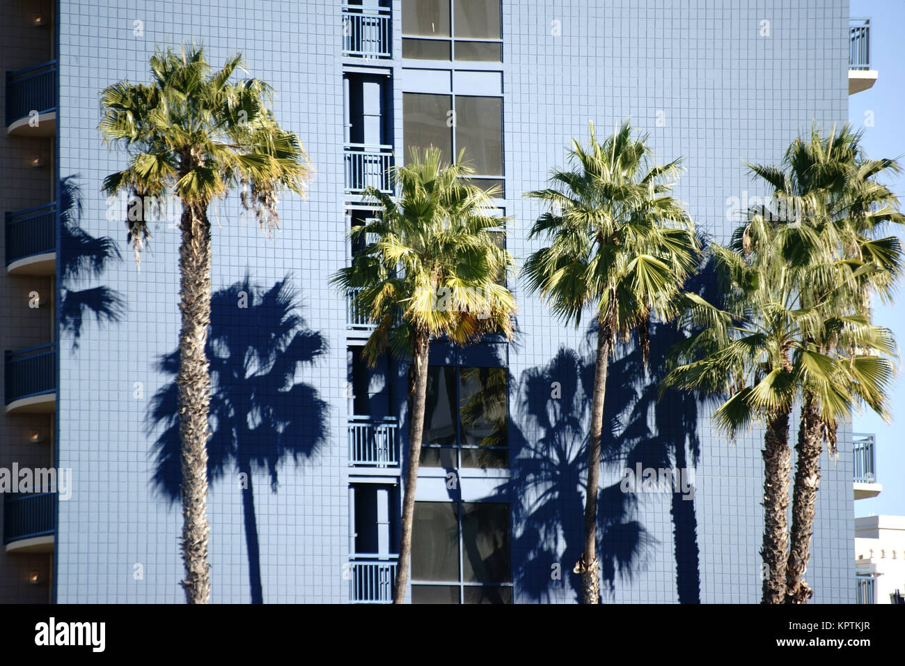 Eine Reihe Palmen wirft einen Schatten und die Wand une Wohngebäudes mit Balkonen. Banque D'Images