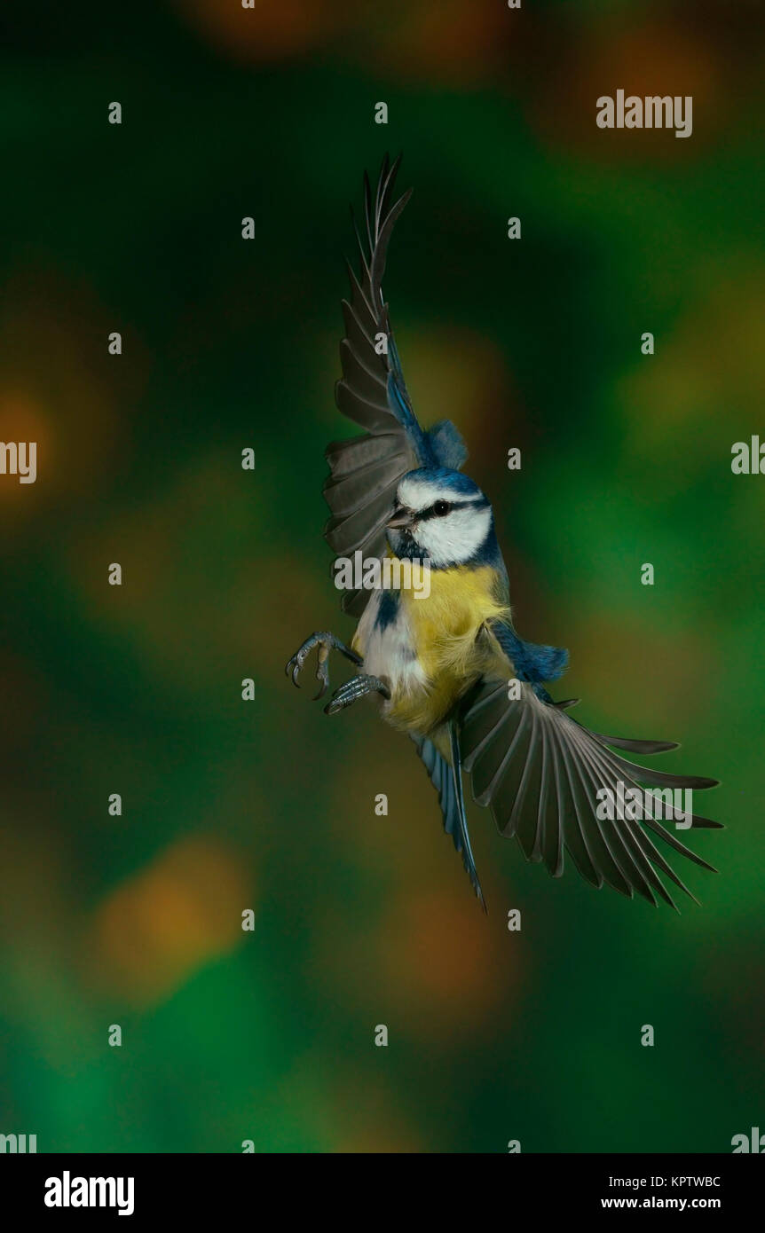 Mésange bleue (Cyanistes caeruleus, Parus caeruleus) en vol, Hesse, Allemagne Banque D'Images