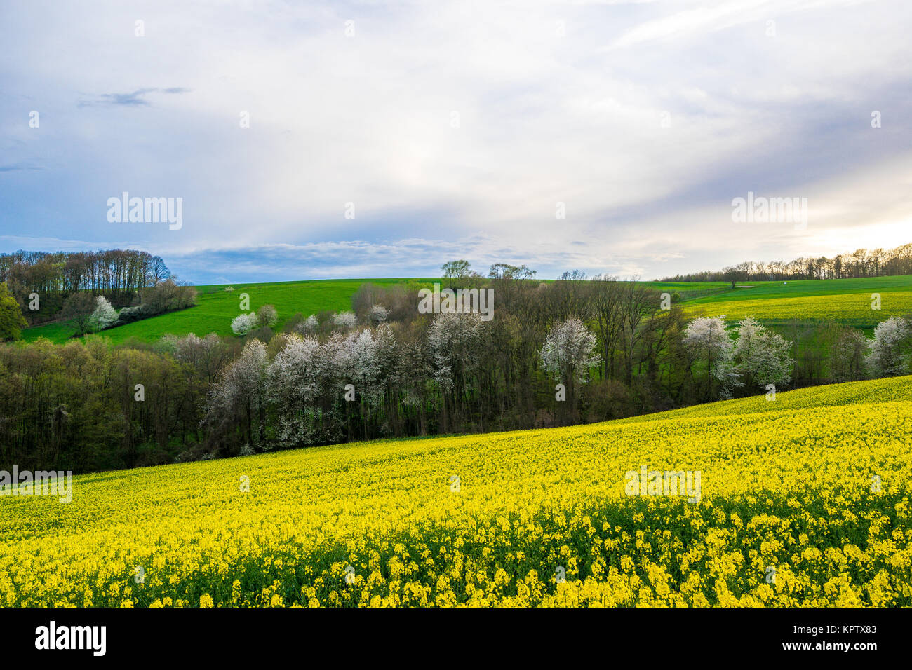 Frühling, Odenwald, Raps, Weiden, Stimmung, Schön, blühende Felder, Wolken Banque D'Images