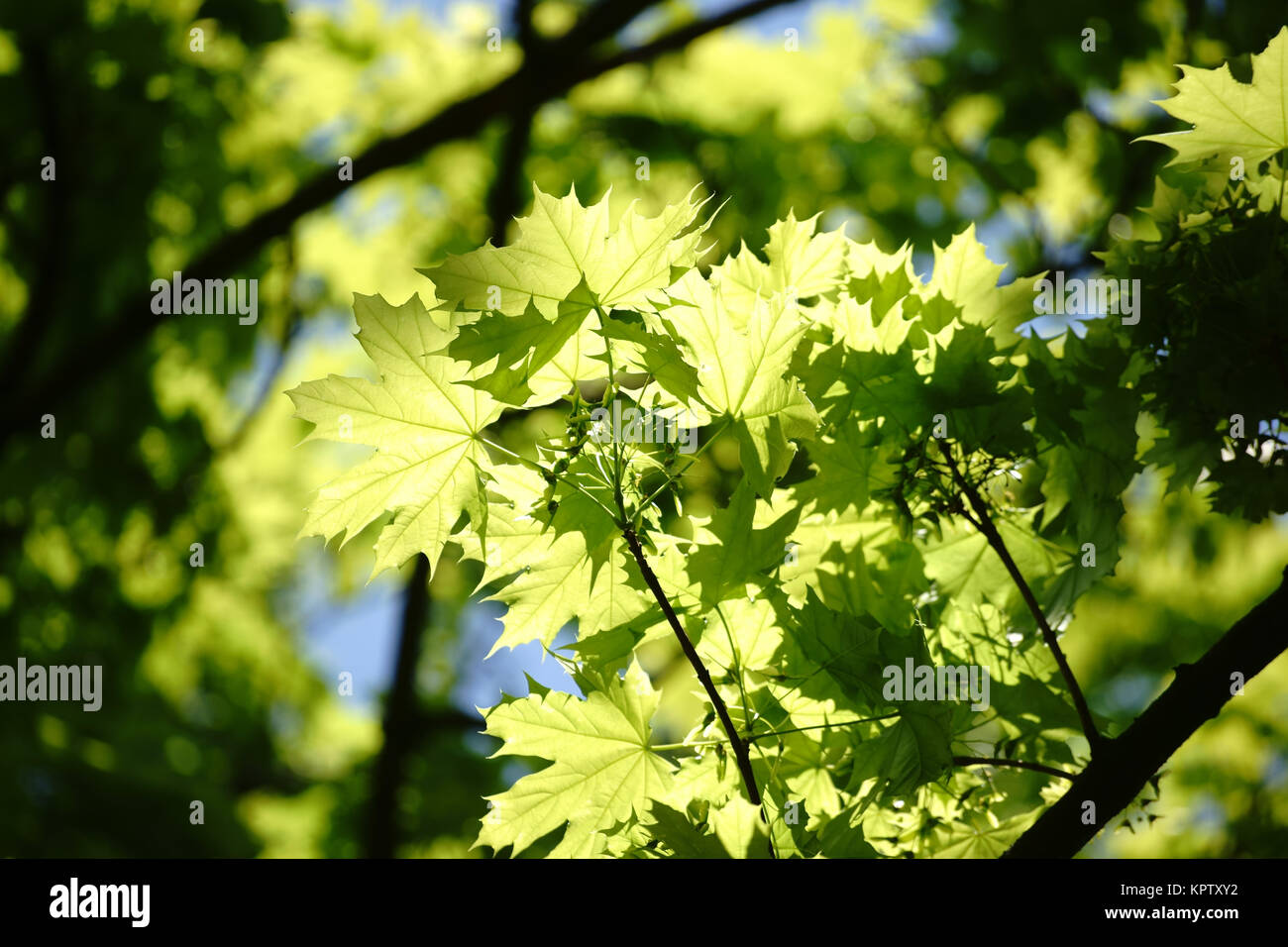 Die jungen und lichtdurchfluteten von Ahornbaumes hellgrünen Blätter im Frühling. Banque D'Images