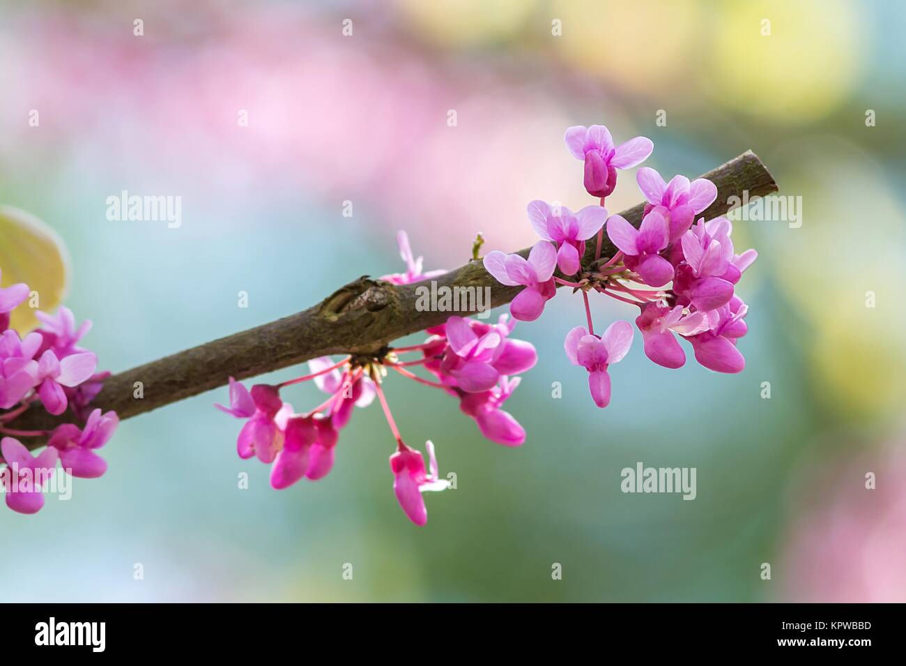 Arbre Judas canadien / Cersis canadensis L. Banque D'Images