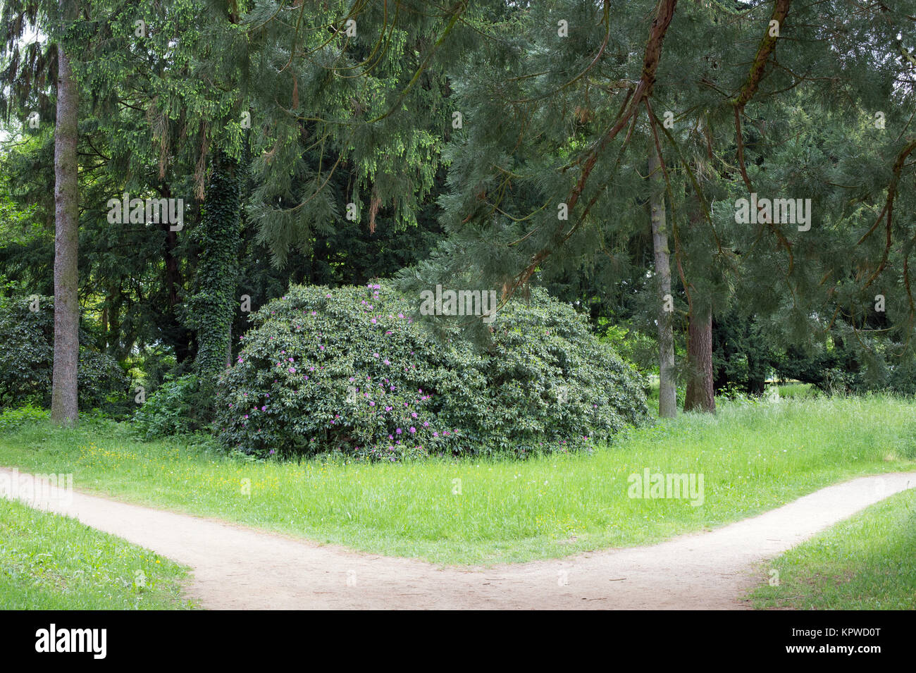 Droite ou gauche ? Une fourchette dans la route dans la forêt Banque D'Images
