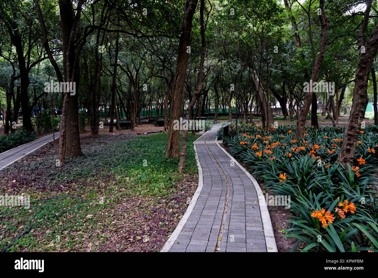 L'El Jardin Jardin sensoriel (sensorielle) dans le Jardín Botánico del Bosque de Chapultepec Chapultepec (jardins botaniques) dans le parc de Chapultepec, au Mexique C Banque D'Images