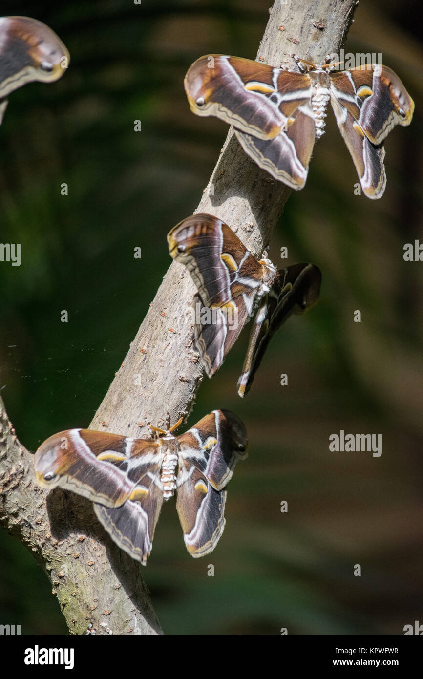 Un trio de papillons de sortir sur une branche Banque D'Images