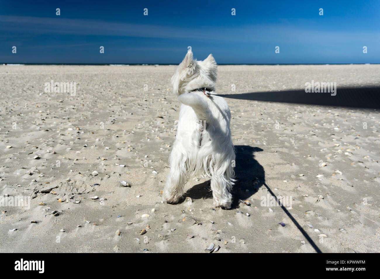 West Highland White Terrier, petit chien blanc sur la plage, on tire sur la laisse de chien Banque D'Images