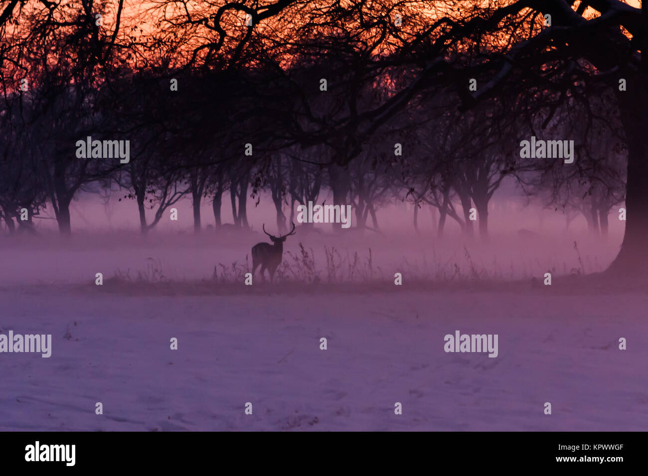 Un chevreuil dans le Phoenix Park de Dublin, Misty Banque D'Images