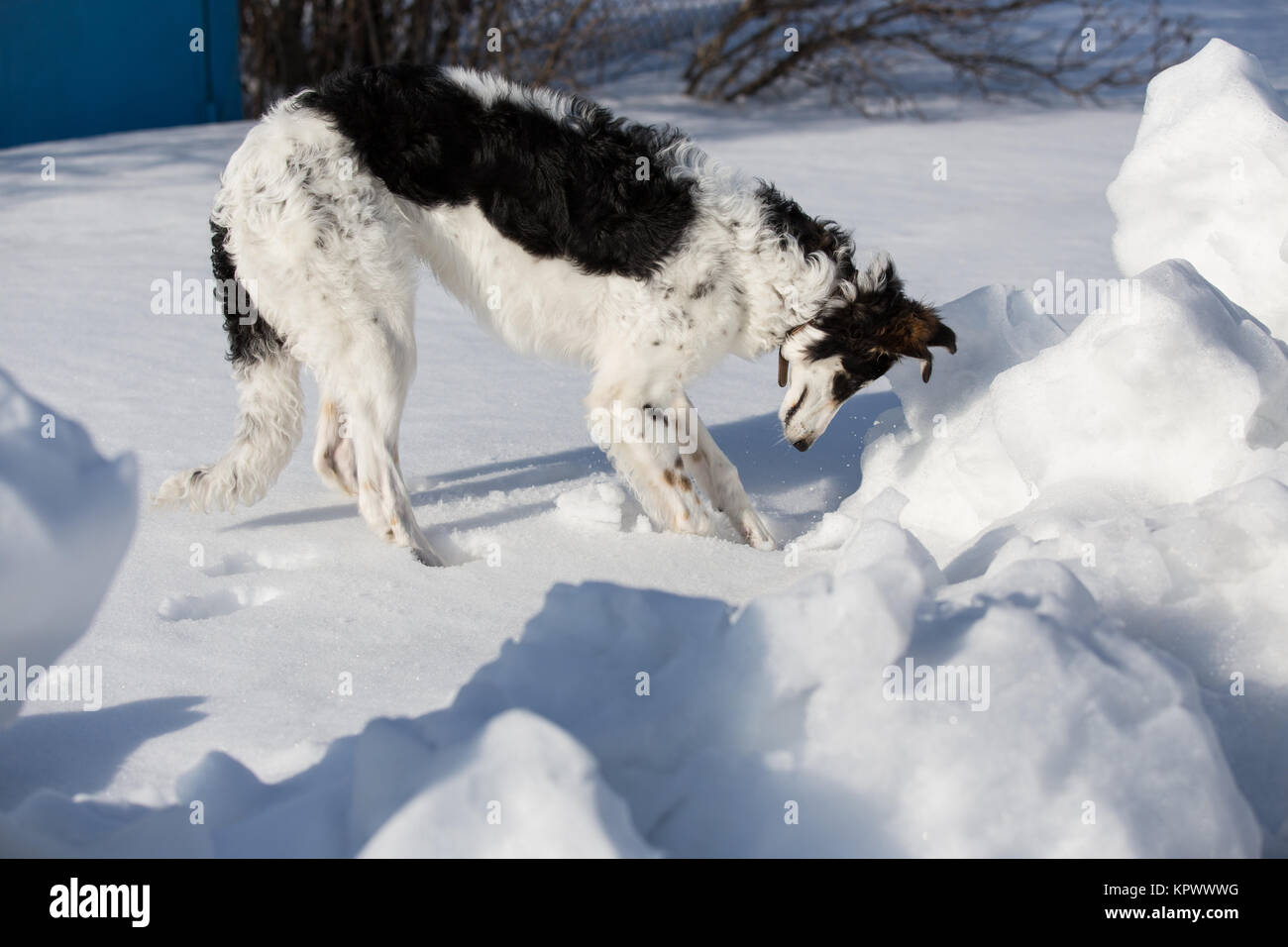 Un chiot de chien russe marche dans la campagne d'hiver Banque D'Images