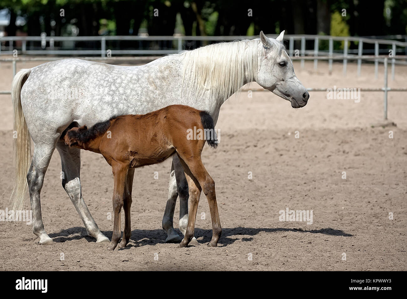 Jument avec poulain Banque D'Images