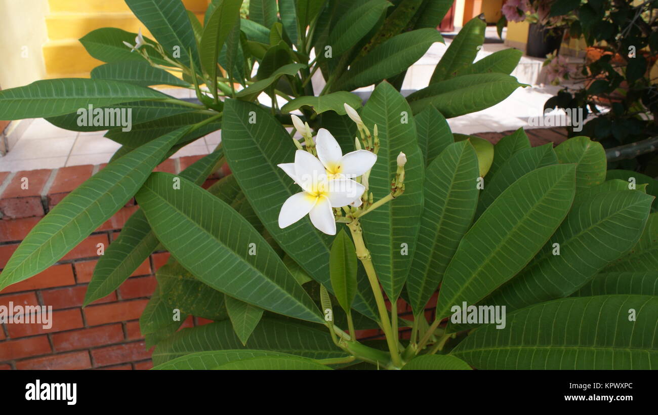 Belle flover en Dominicana, Caraïbes Banque D'Images