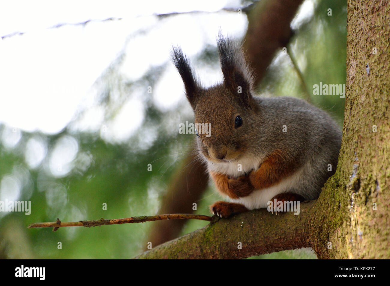 Mignon écureuil dans un arbre Banque D'Images