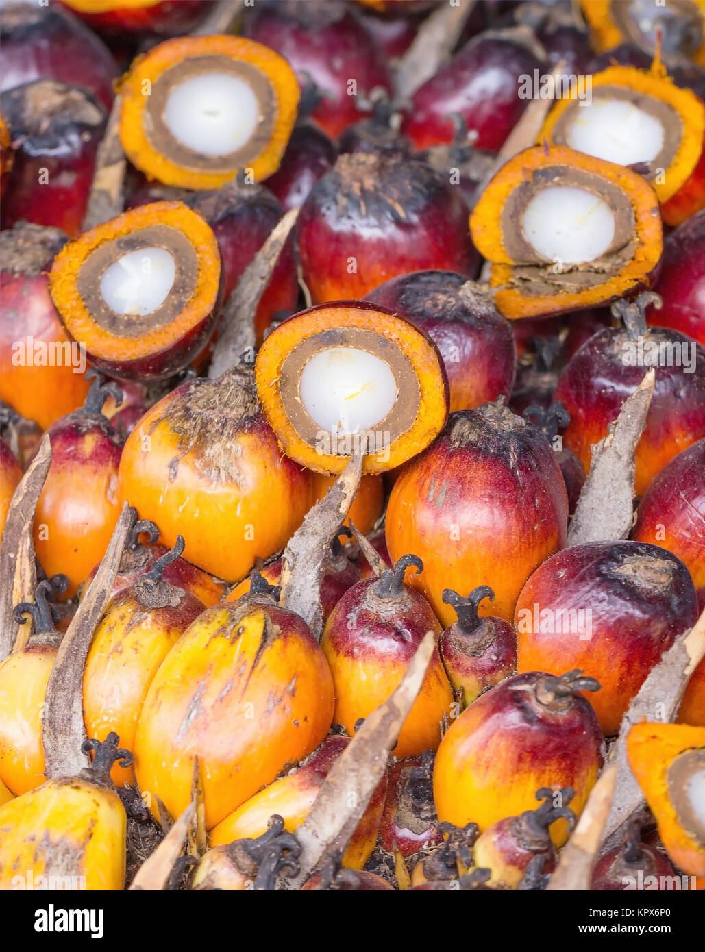 Fruits de palmier à huile Banque D'Images