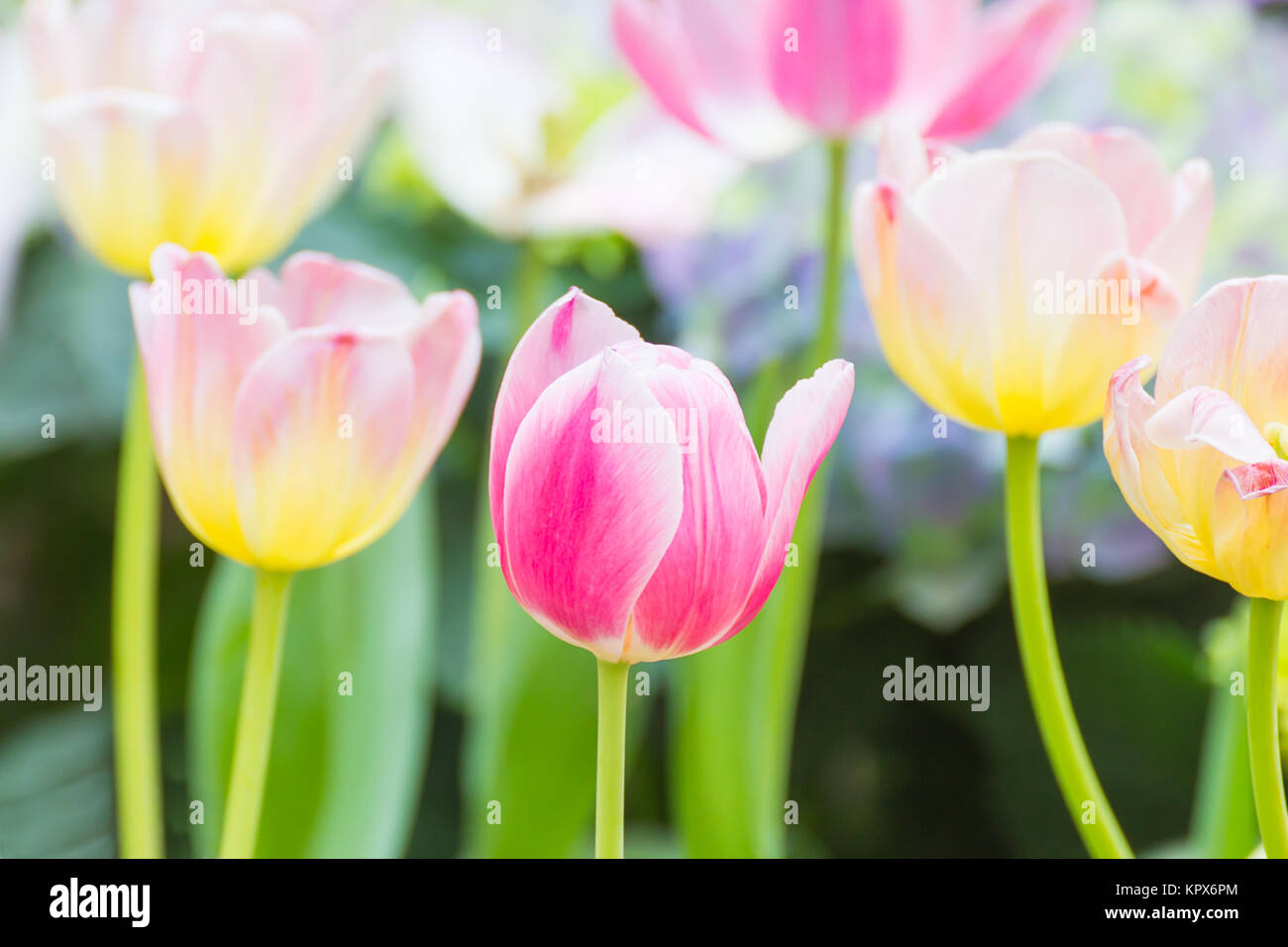 Tulipe rose fleur en jardin Banque D'Images