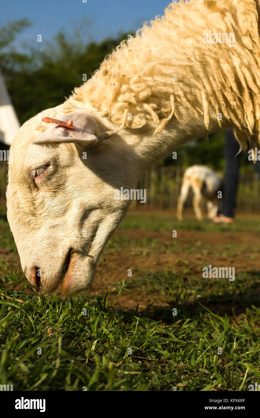 Les moutons dans la ferme Banque D'Images