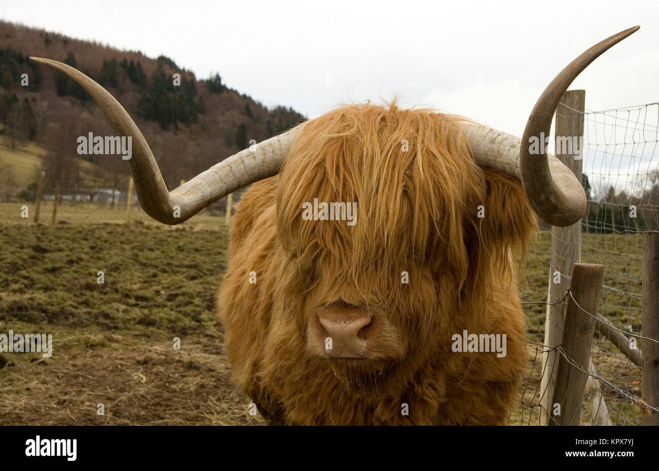 Vache poilu Banque D'Images