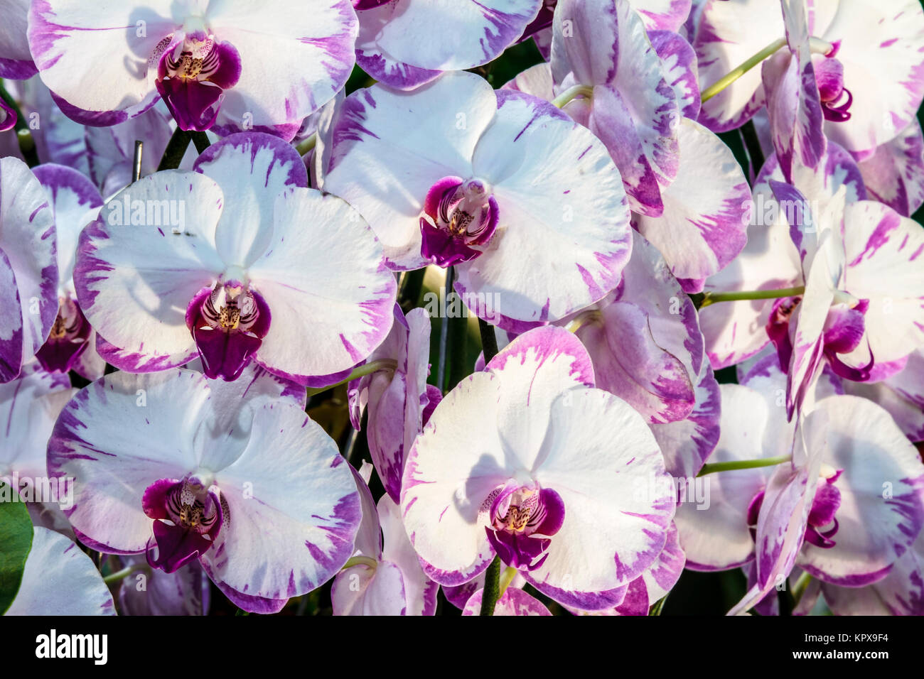 Résumé fond de fleurs. Close up Banque D'Images