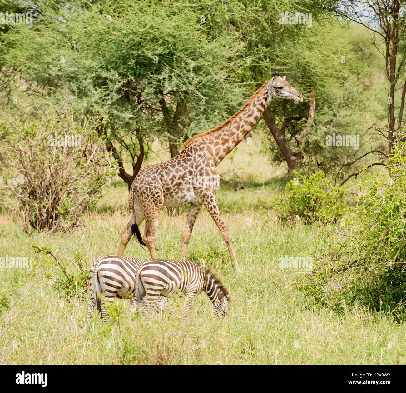 Zebra & Masai Nom scientifique : Girafe (Giraffa camelopardalis tippelskirchi ou 'Twiga' en Swaheli) image prise sur Safari dans le Parc National de p Banque D'Images