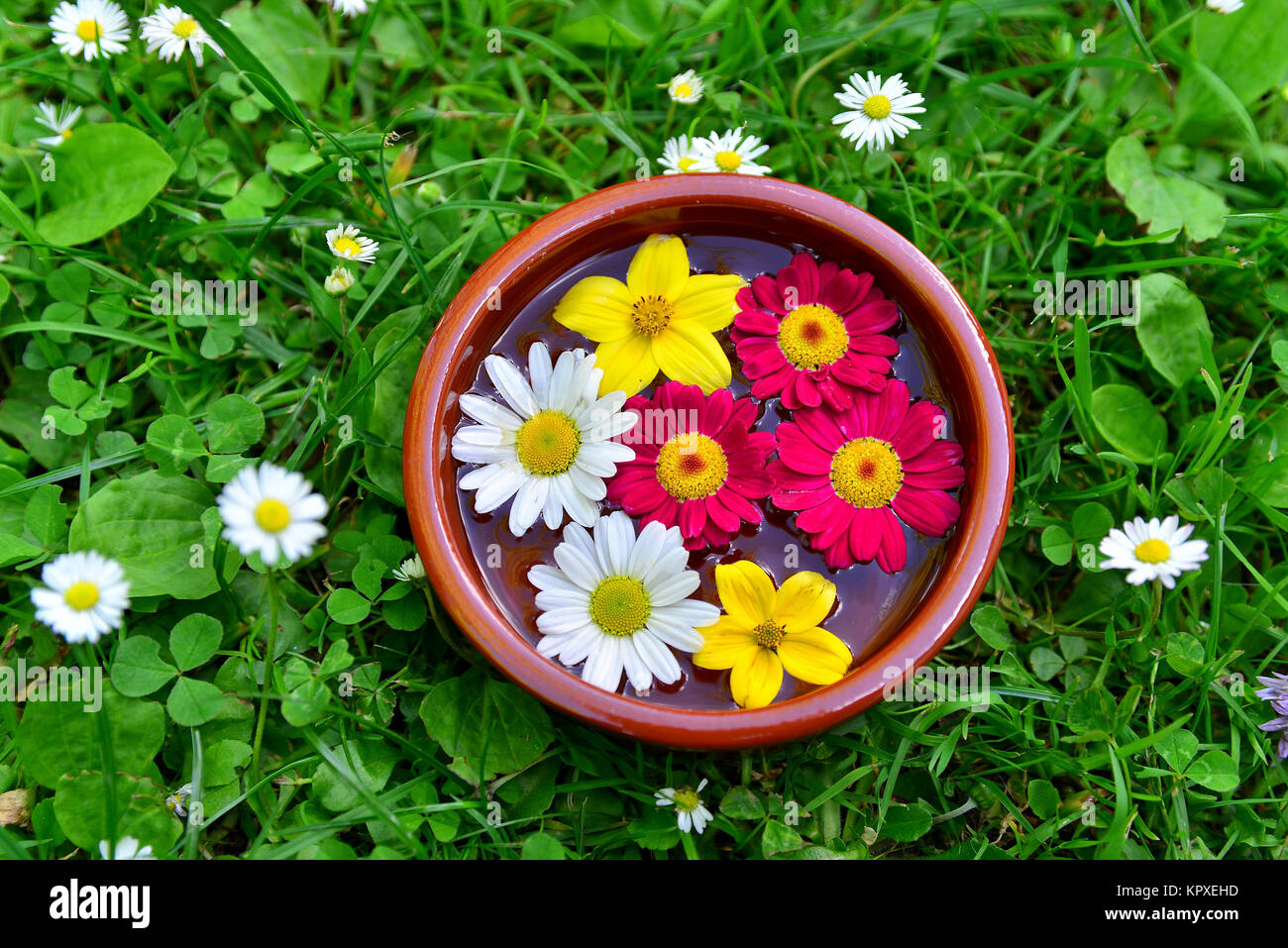 Fleurs colorées sur un pré dans le bol d'eau Banque D'Images