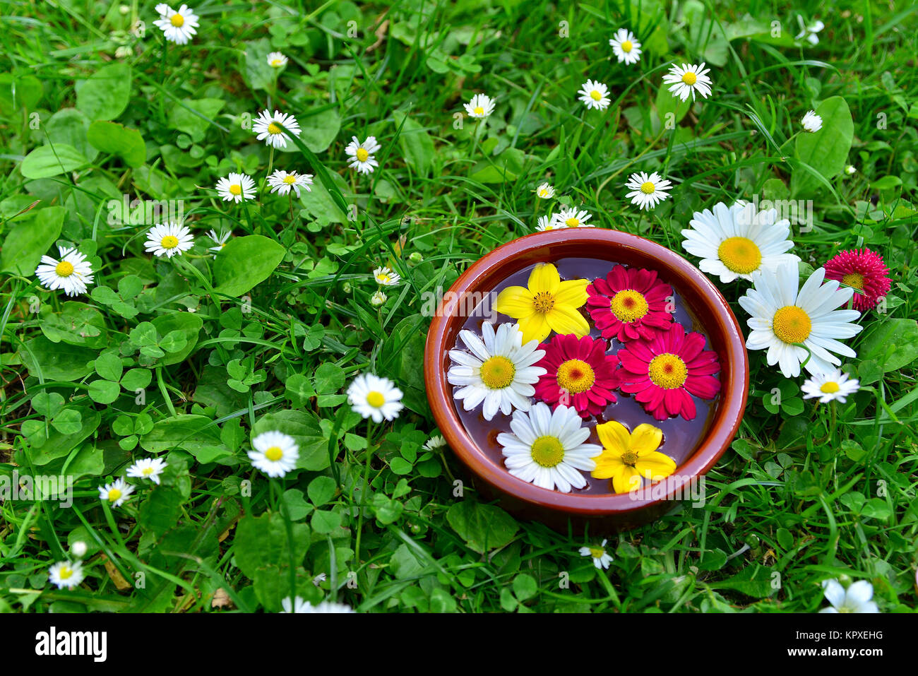 Fleurs colorées sur un pré dans le bol d'eau Banque D'Images