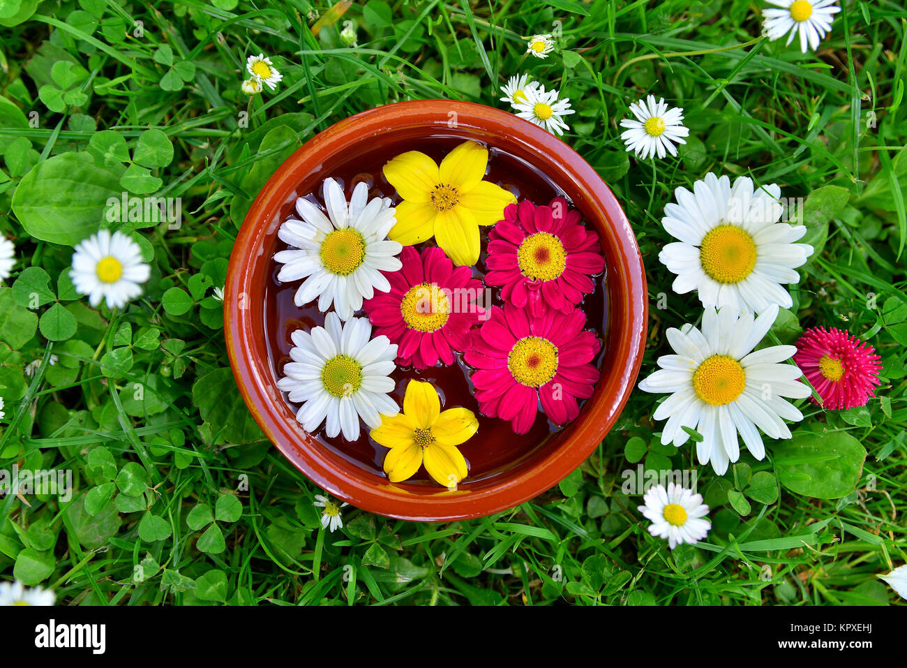 Fleurs colorées sur un pré dans le bol d'eau Banque D'Images