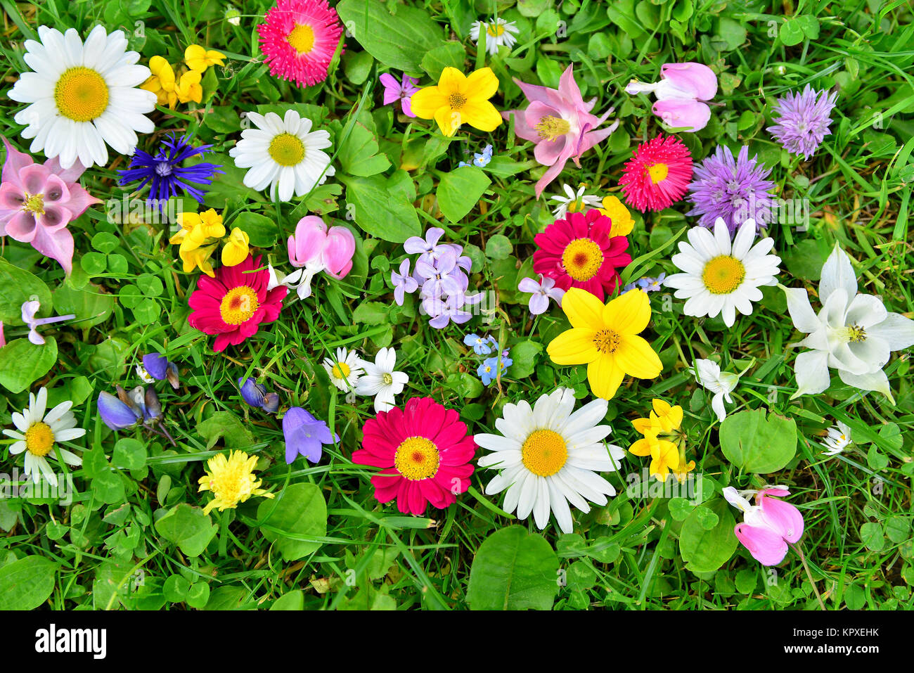 Pré des fleurs colorées printemps Banque D'Images