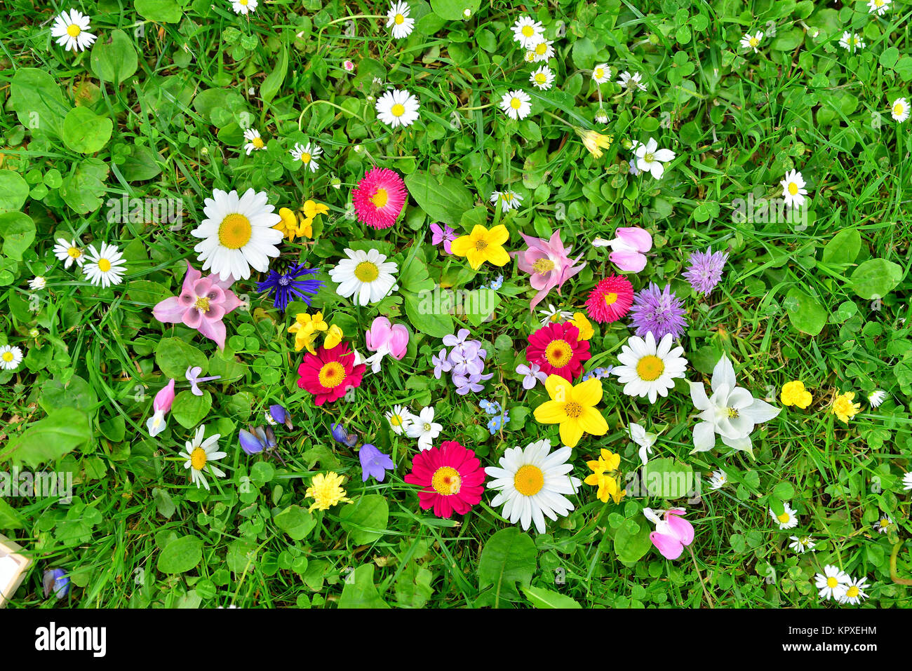 Pré des fleurs colorées printemps Banque D'Images