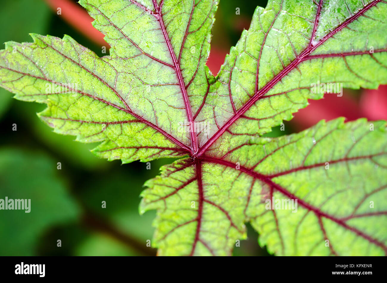 Texture Gros plan sur leaf Banque D'Images