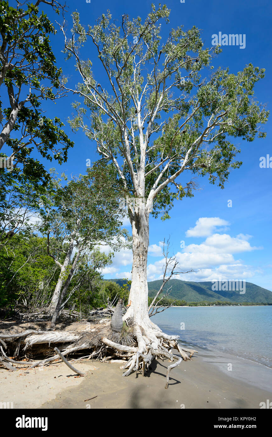 L'érosion côtière a exposé les racines de cette arbuste (Melaleuca), Kewarra Beach, Far North Queensland, Queensland, Australie, FNQ Banque D'Images