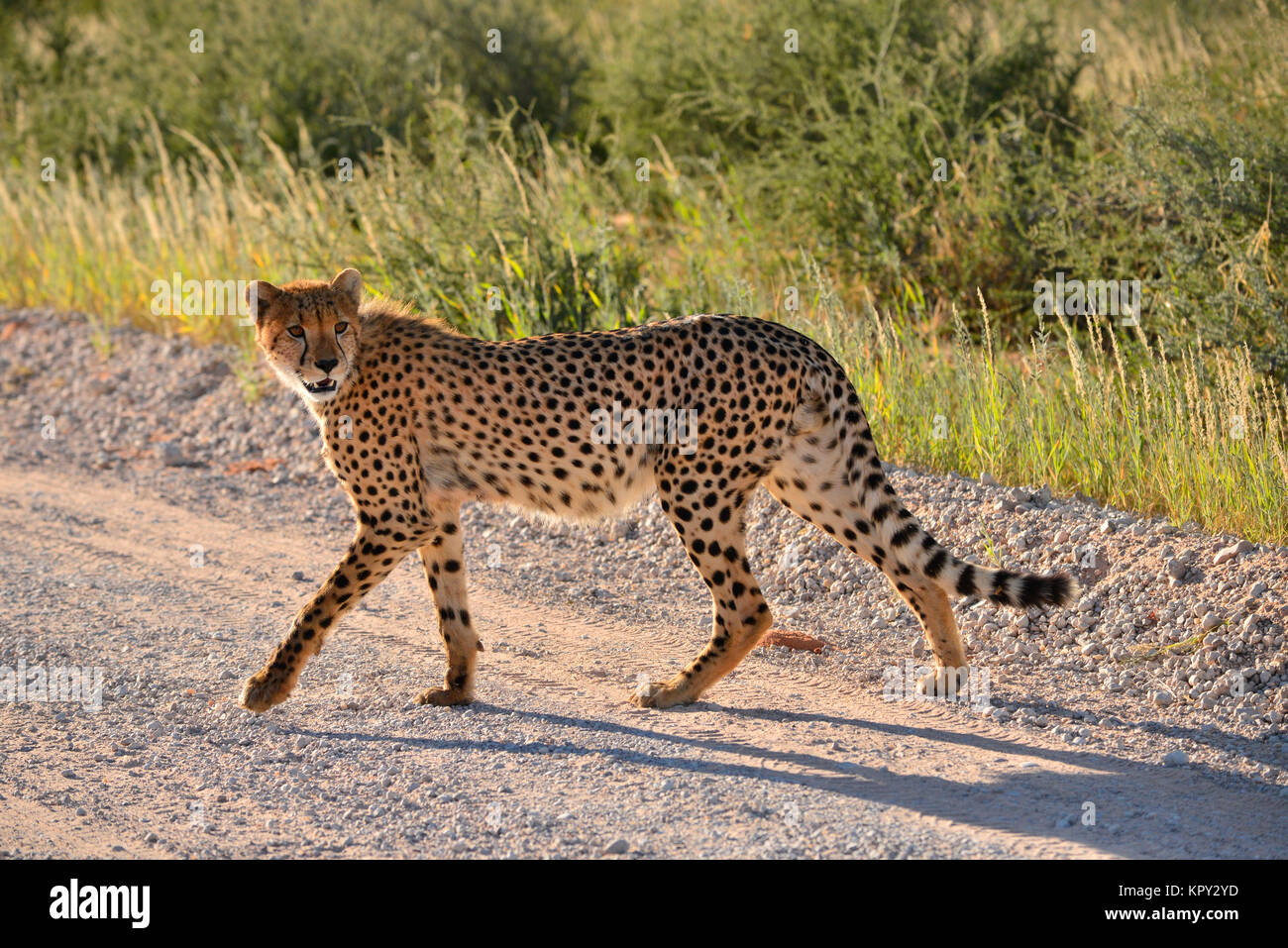 Le parc transfrontalier de Kgalagadi entre Afrique du Sud et le Botswana est le premier désert d'observer la faune dans l'ouvert. Le guépard en route. Banque D'Images