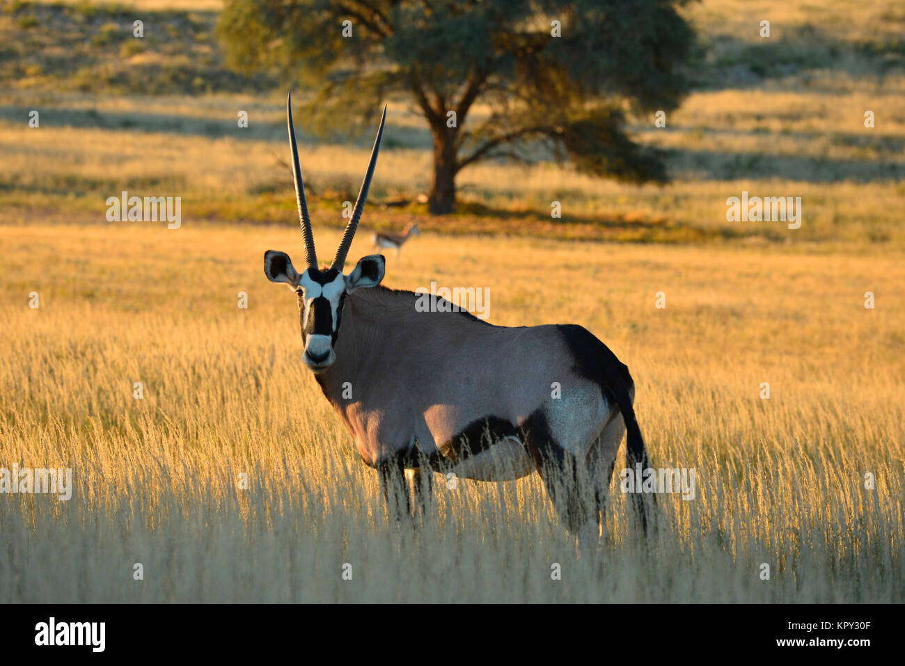 Le parc transfrontalier de Kgalagadi entre Afrique du Sud et le Botswana est le premier désert d'observer la faune dans l'ouvert. Oryx. Banque D'Images