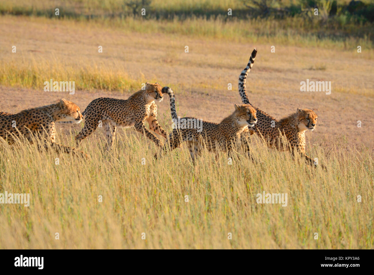 Le parc transfrontalier de Kgalagadi entre Afrique du Sud et le Botswana est le premier désert d'observer la faune dans l'ouvert. L'exécution de la famille guépard. Banque D'Images