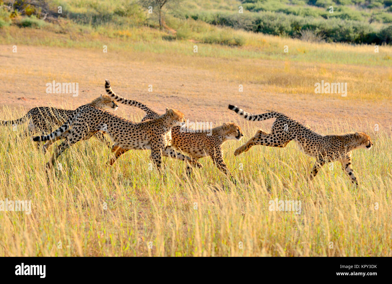 Le parc transfrontalier de Kgalagadi entre Afrique du Sud et le Botswana est le premier désert d'observer la faune dans l'ouvert. L'exécution de la famille guépard. Banque D'Images