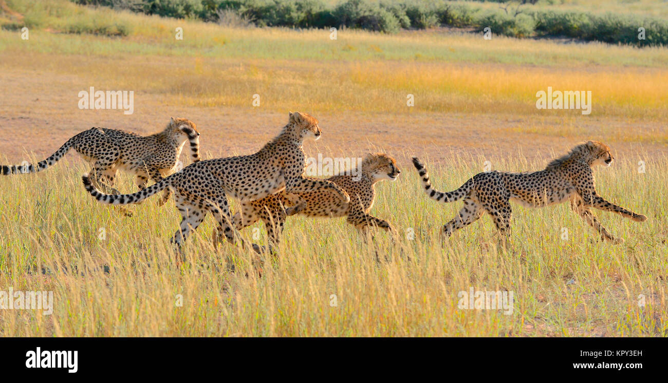 Le parc transfrontalier de Kgalagadi entre Afrique du Sud et le Botswana est le premier désert d'observer la faune dans l'ouvert. L'exécution de la famille guépard. Banque D'Images