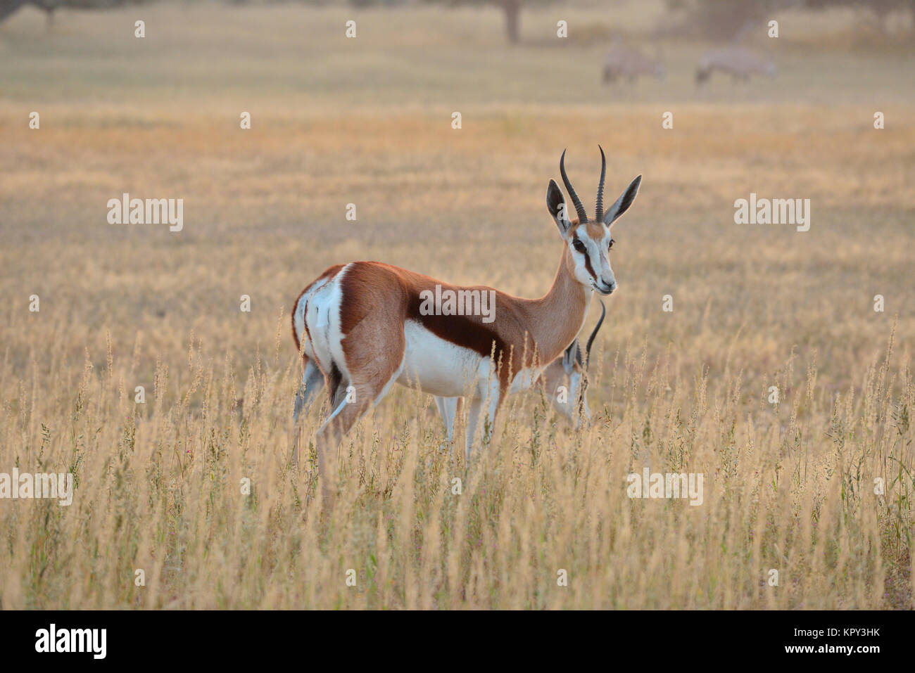 Le parc transfrontalier de Kgalagadi entre Afrique du Sud et le Botswana est le premier désert d'observer la faune dans l'ouvert. Springbok animal national. Banque D'Images