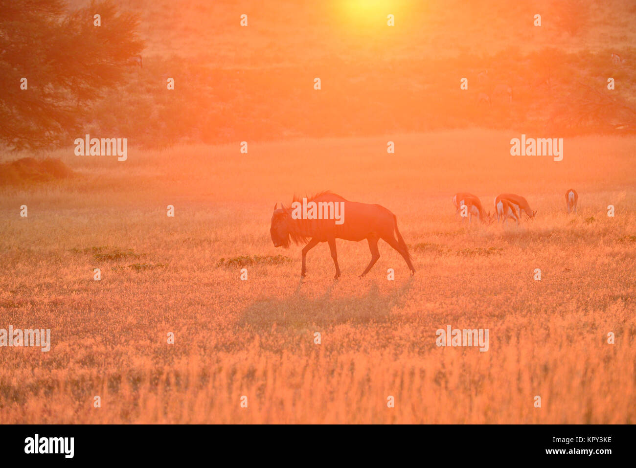 Le parc transfrontalier de Kgalagadi entre Afrique du Sud et le Botswana est le premier désert d'observer la faune dans l'ouvert. Les gnous à l'aube Banque D'Images
