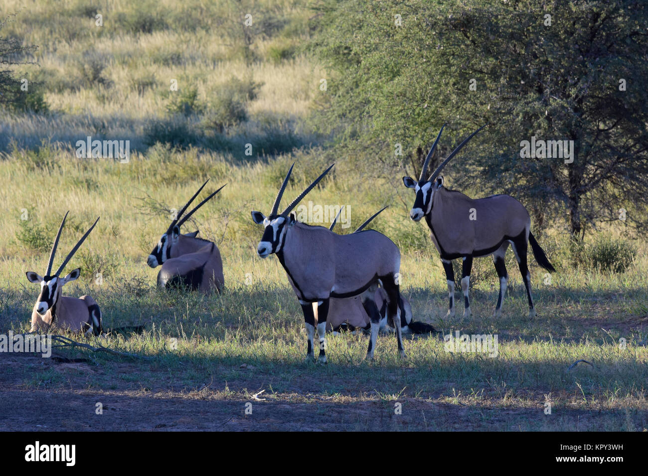 Le parc transfrontalier de Kgalagadi entre Afrique du Sud et le Botswana est le premier désert d'observer la faune dans l'ouvert. Oryx. Banque D'Images