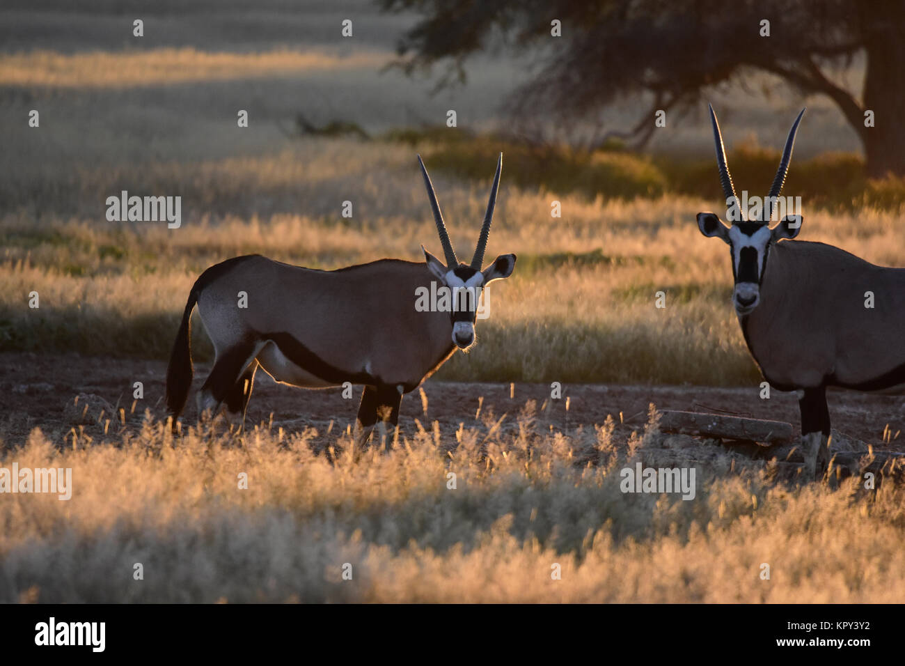 Le parc transfrontalier de Kgalagadi entre Afrique du Sud et le Botswana est le premier désert d'observer la faune dans l'ouvert. Gemsbok avec rétro-éclairage. Banque D'Images