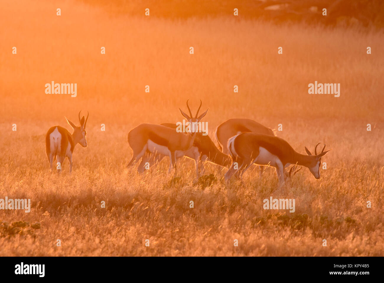 Le parc transfrontalier de Kgalagadi entre Afrique du Sud et le Botswana est le premier désert d'observer la faune dans l'ouvert. Banque D'Images