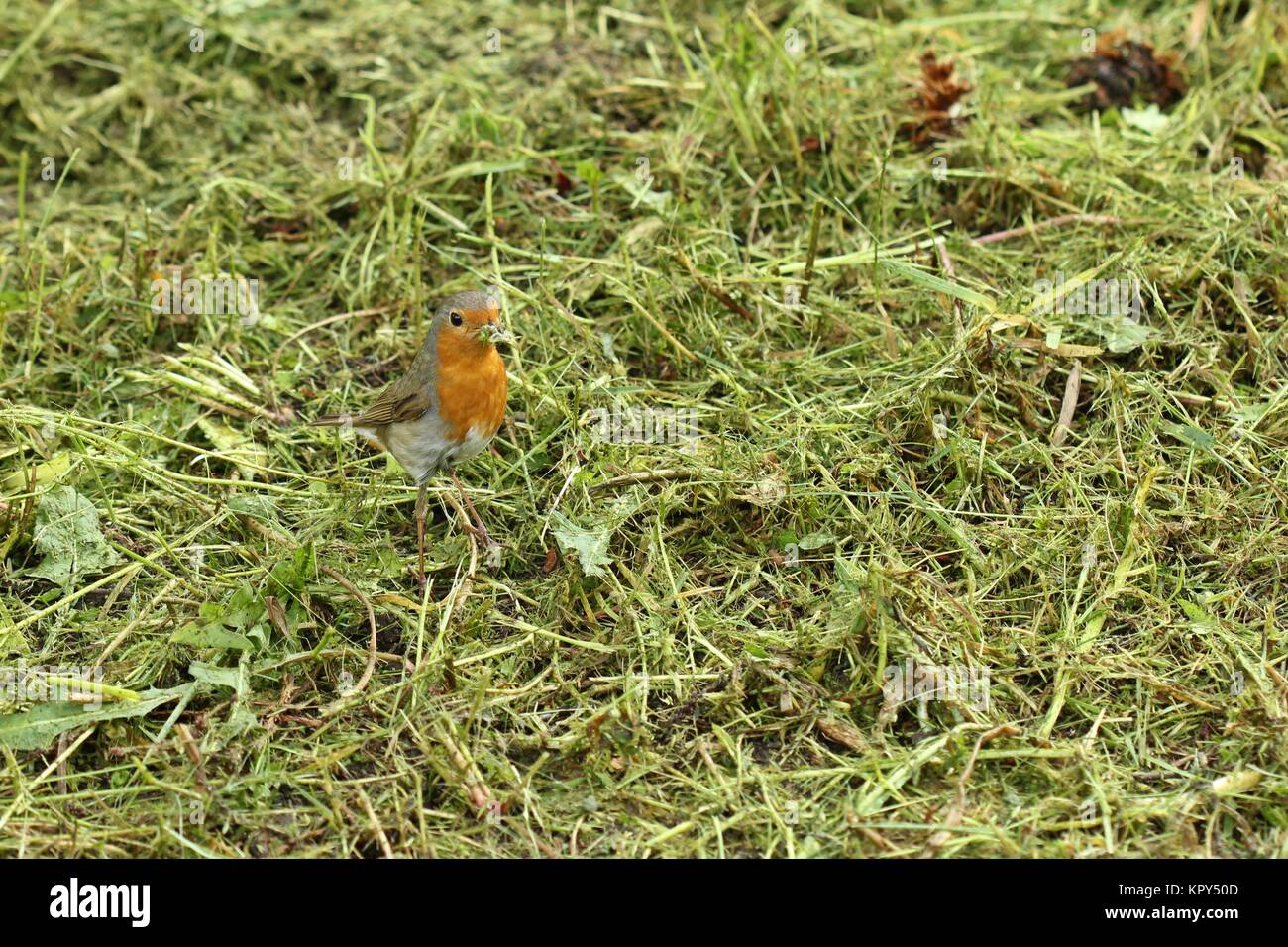 La gorge rouge (erithacus rubecula) cherche de la nourriture pour ses petits Banque D'Images La gorge rouge (erithacus rubecula) cherche de la nourriture pour ses petits Banque D'Images