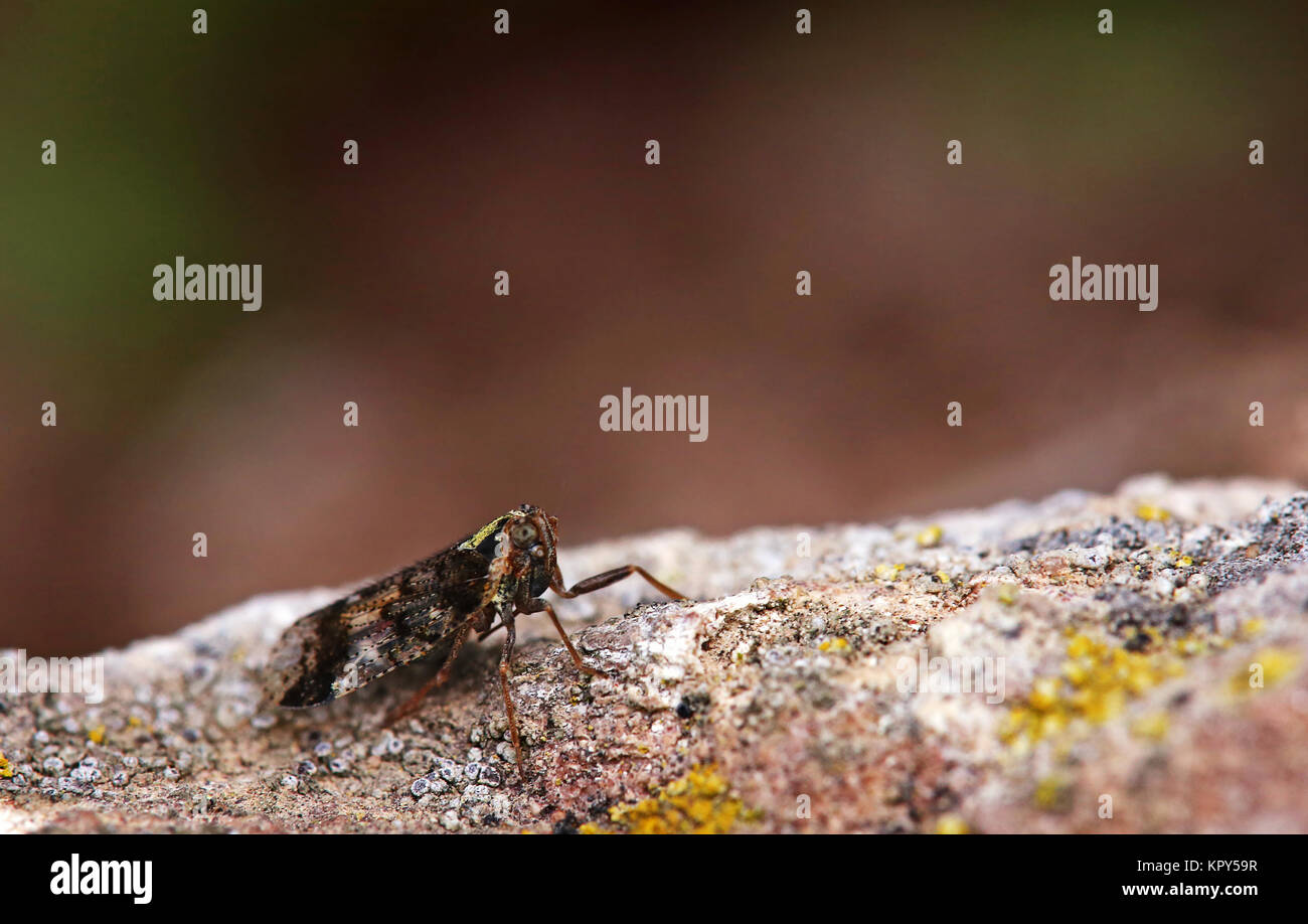 Cixius cunicularius, un verre de brousse wingcicada Banque D'Images
