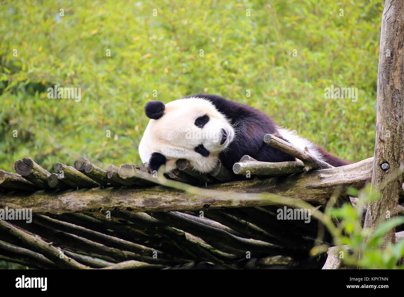 Panda géant en libre Banque D'Images