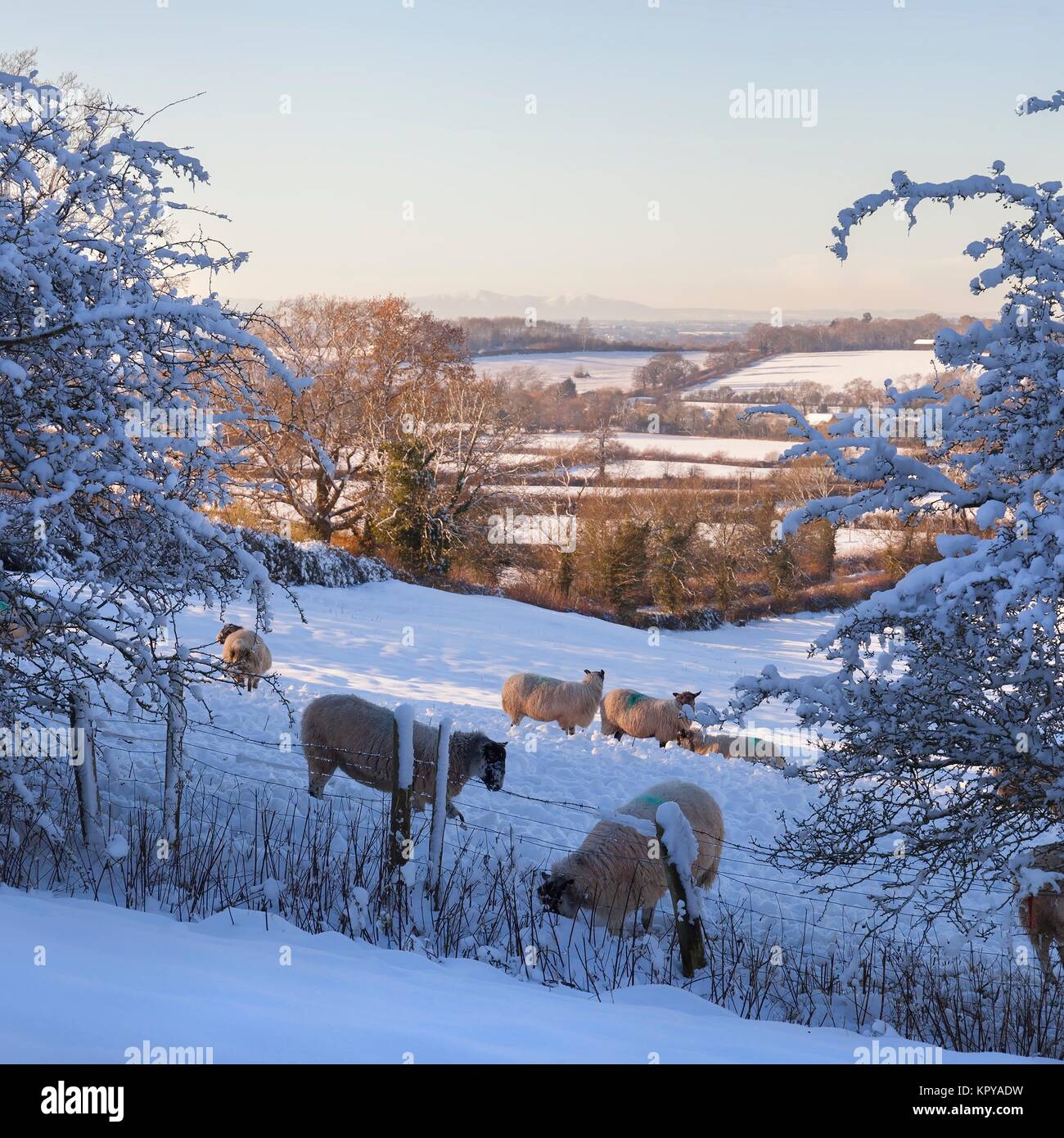 Paysage Cotswold avec la neige et les moutons Banque D'Images